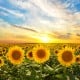 夏　ひまわり　太陽
