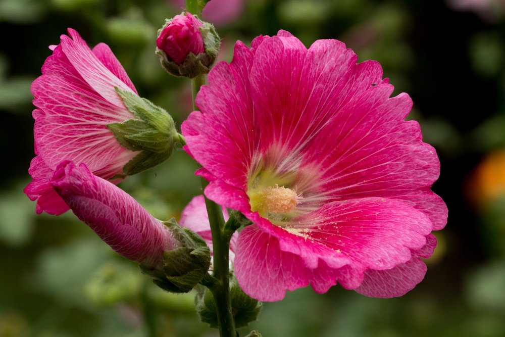 花の名前を使った女の子の名付け 椿や藍など人気の漢字10選 こそだてハック 花の名前を使った女の子の名付け 椿や藍など人気の漢字10選 こそだてハック