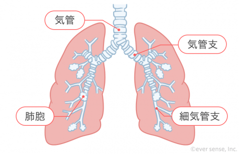 どれくらいの期間伝染しますか?