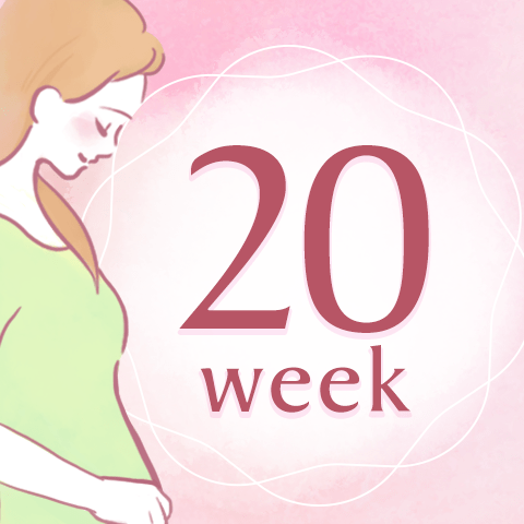 妊娠20週！お腹の大きさや体重の増加量は？赤ちゃんの様子は？