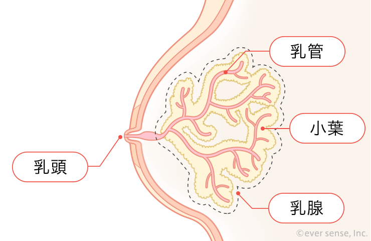 乳がんのしこりにはどんな特徴がある 痛みはあるの こそだてハック