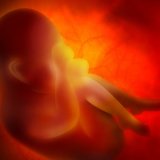 胎児　胎盤　子宮