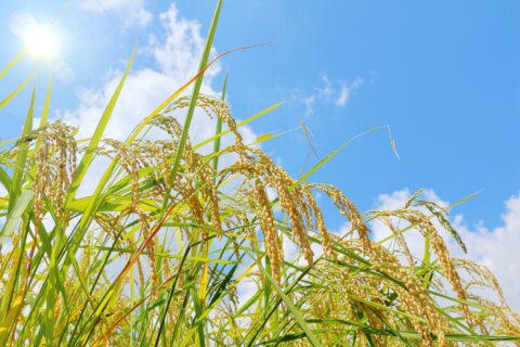 稲穂 秋 実り