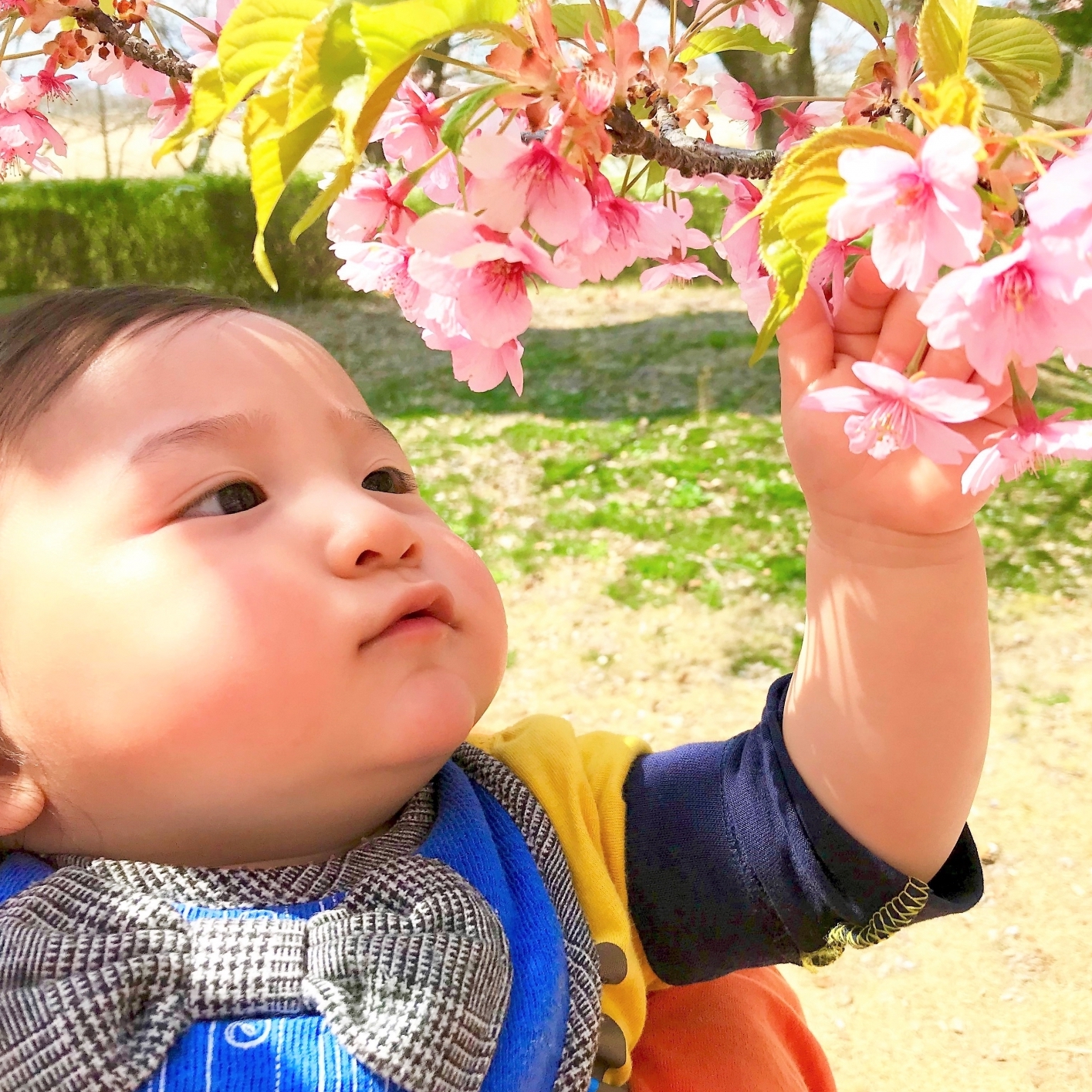 赤ちゃんとのお花見はいつから？一緒に楽しむ3つのポイント！