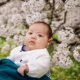 赤ちゃん　春　桜