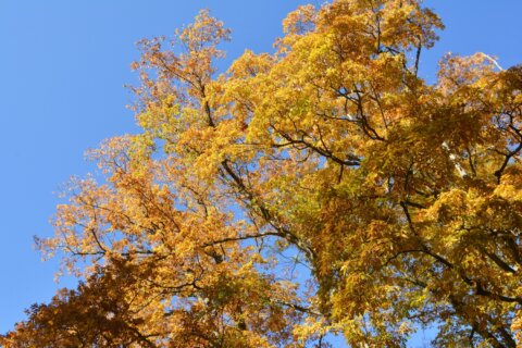 秋の風景　紅葉