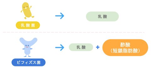 森永ノンクレジット記事　ビフィズス菌イラスト