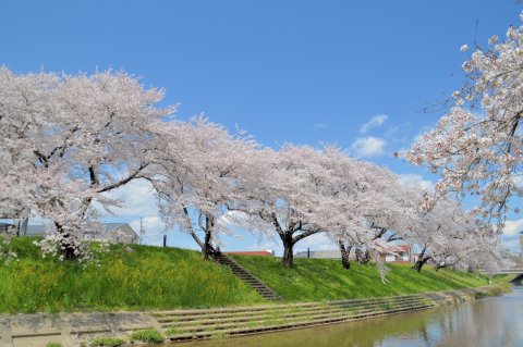 桜　お花見　春