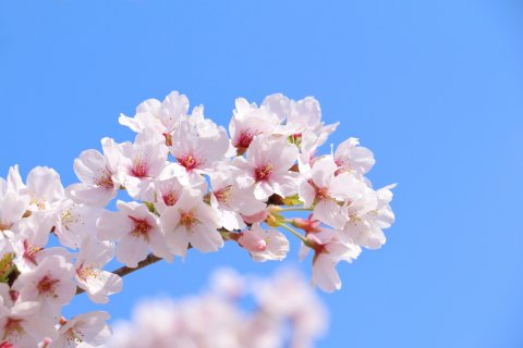 桜　春　花見　花
