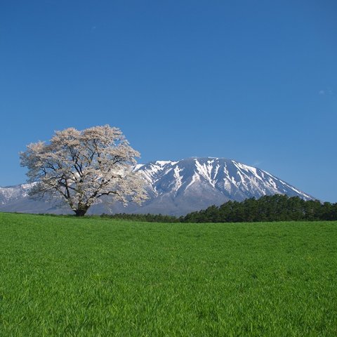 要出典 春のお出かけ 小岩井農場