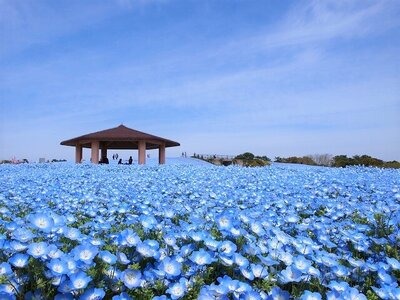 要出典 春のお出かけ  海の中道海浜公園