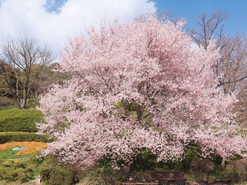 要出典 春のお出かけ 広島市植物公園