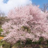 要出典 春のお出かけ 広島市植物公園