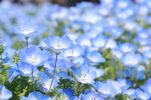 ネモフィラ　春　花