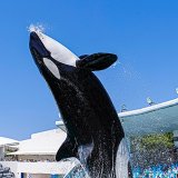 要出典 baby お知らせ 夏休み お出かけ 赤ちゃん 鴨川シーワールド