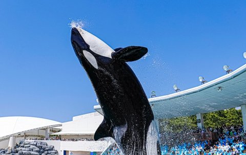 要出典 baby お知らせ 夏休み お出かけ 赤ちゃん 鴨川シーワールド