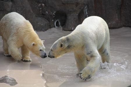 要出典 baby お知らせ 夏休み お出かけ 赤ちゃん 日本平動物園