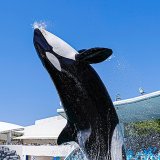 夏休み お出かけ 赤ちゃん 鴨川シーワールド
