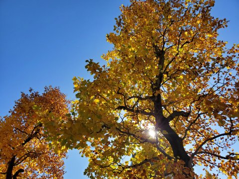 秋　葉　紅葉　葉っぱ　木