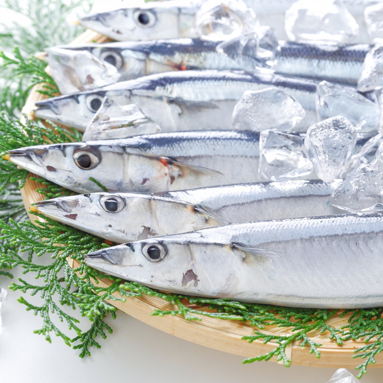 旬の魚、妊婦さんは量に注意！さんま・マグロを食べていい量は？